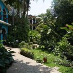 ceiba09